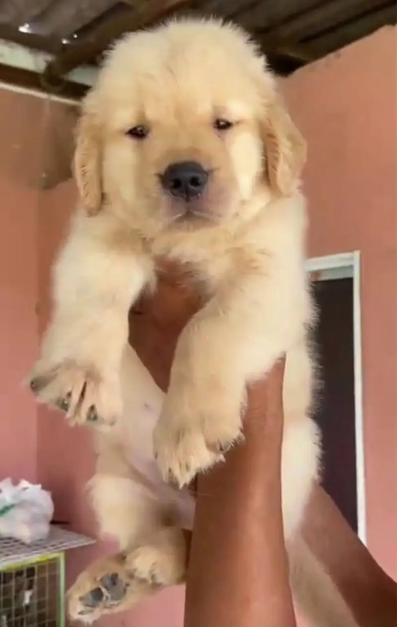 Golden retriever puppy for sale