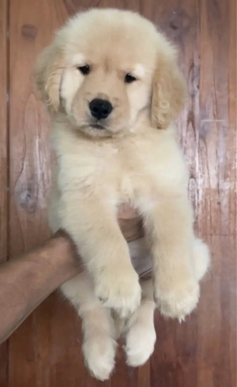 Golden retriever puppy for sale — photo 2