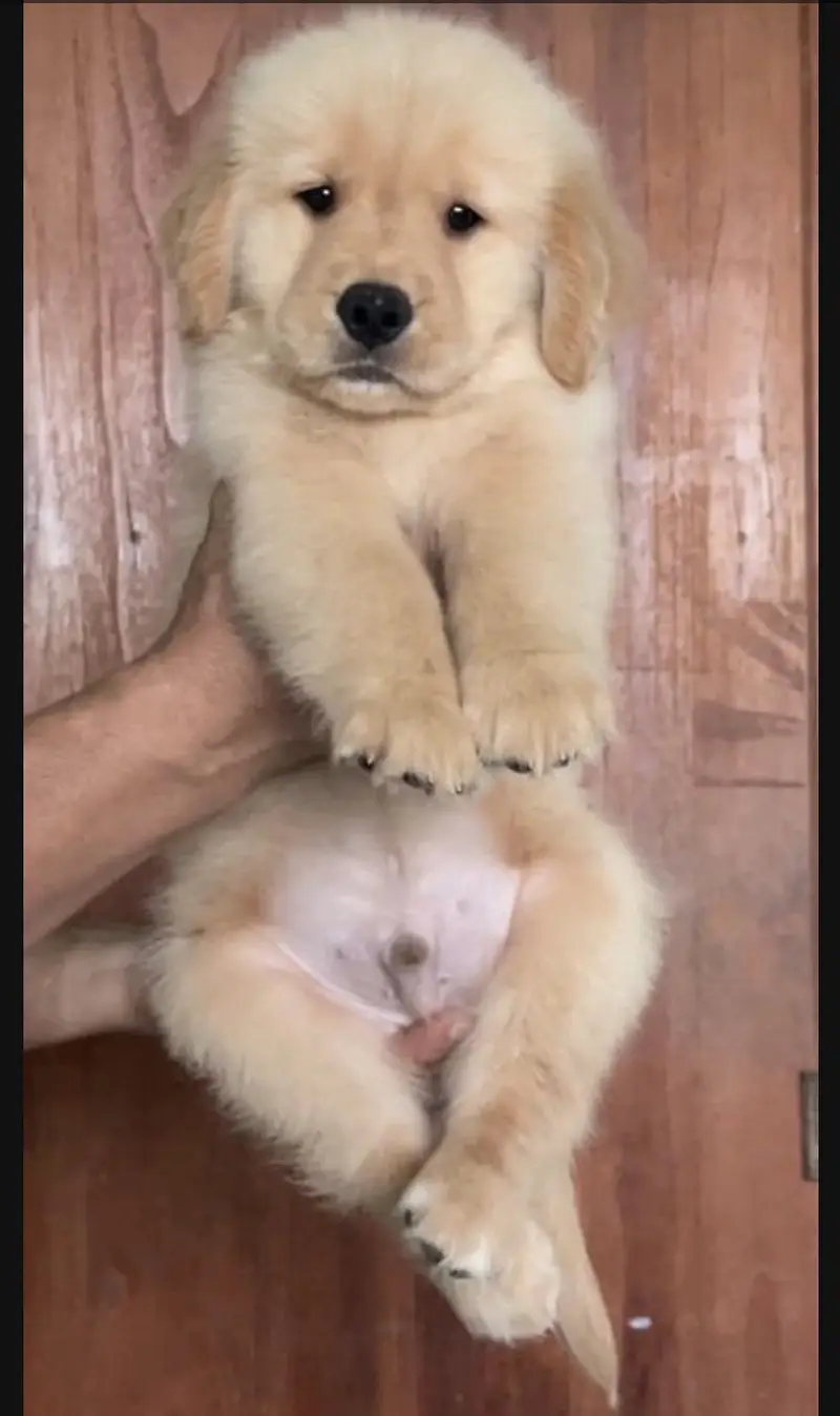 Golden retriever puppy for sale — photo 3