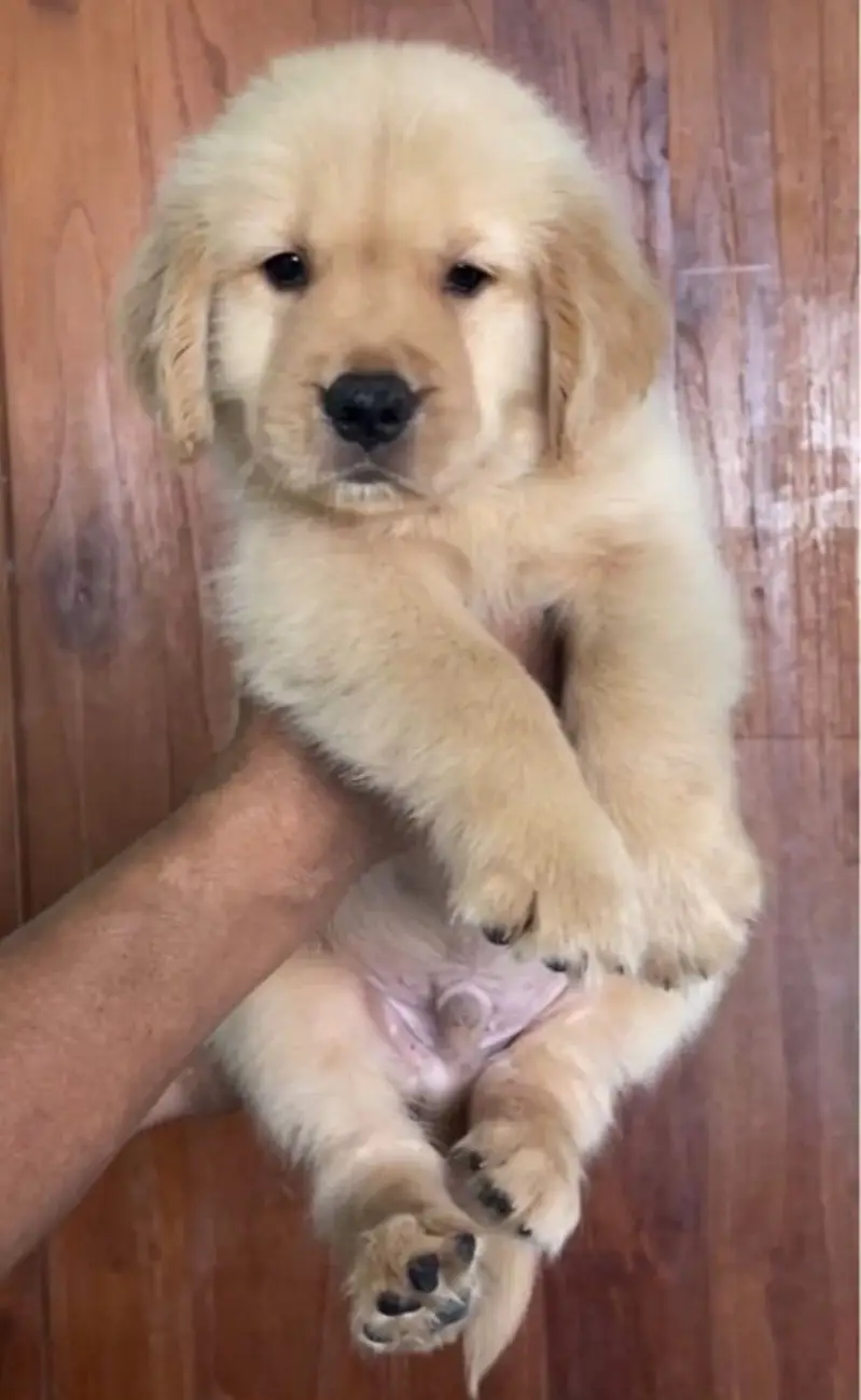 Golden retriever puppy for sale — photo 4