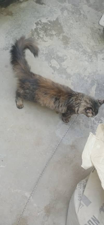 pregnant female cat full train long coat