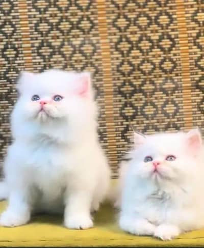 (Persian female kitten) (for sale all) (Pakistan delivery available)