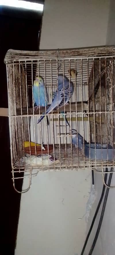 Australian parrots for sale