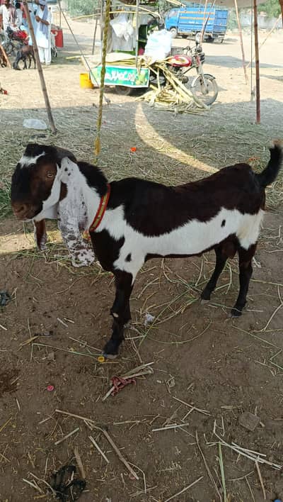 BREADER BAKRA!