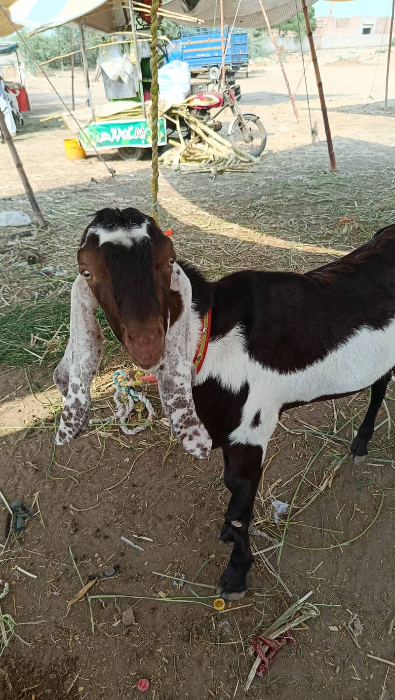 BREADER BAKRA! 1