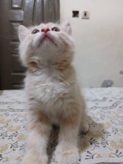 Persian kitten double coat