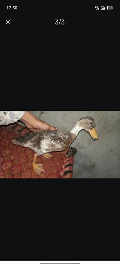 beuityful birds 3 ducks 2 male 1 female