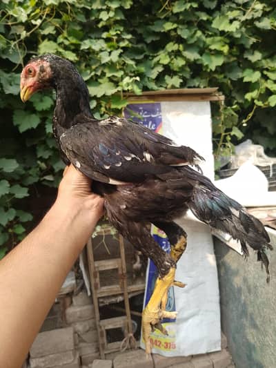 PURE BLACK SHAMO