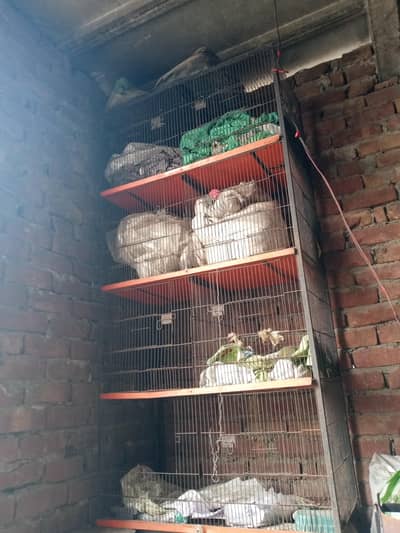 4 Portion Bird  Cage