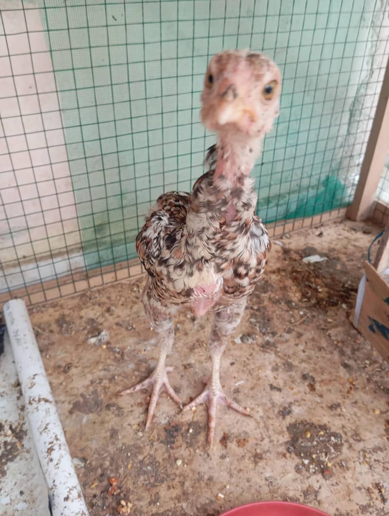 Aseel Java Chicks 3