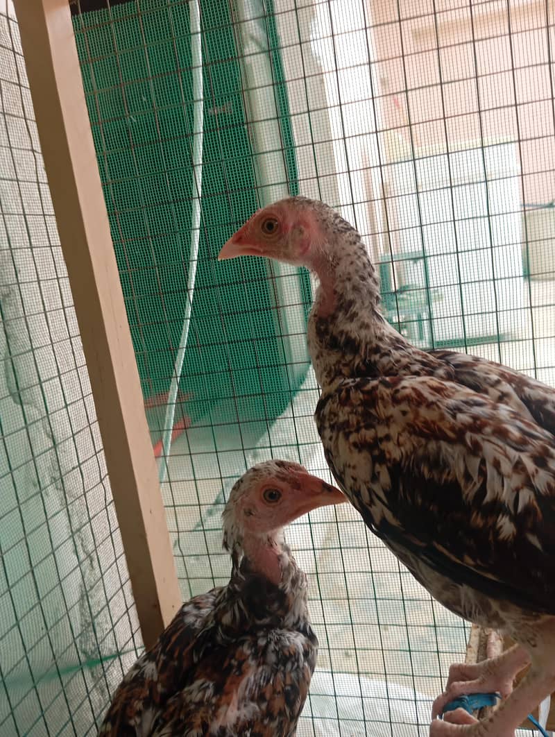Aseel Java Chicks 5