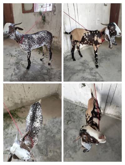 Goat For Sale