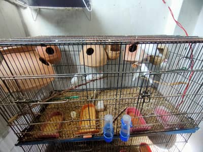 4 pair of java birds  with cage