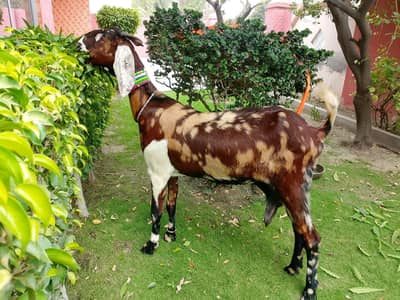 Shera Print Sindhi Beetle cross bakri