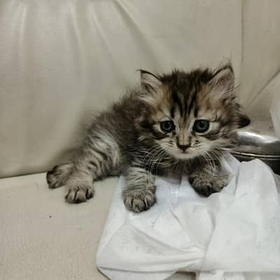 persian cats for sale