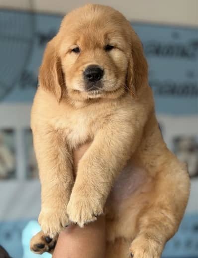 Golden retriever puppy for sale
