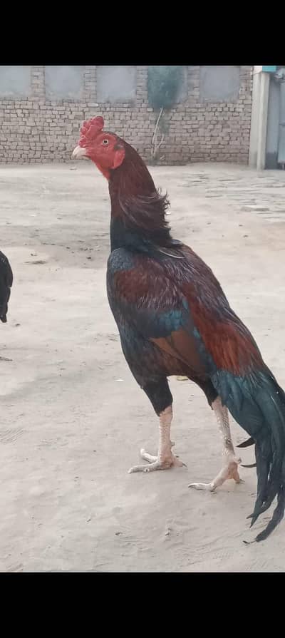 Aseel Breeder