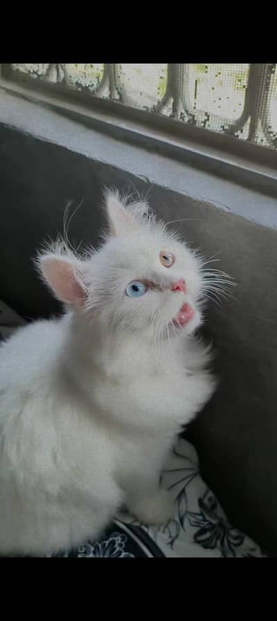 persion cat