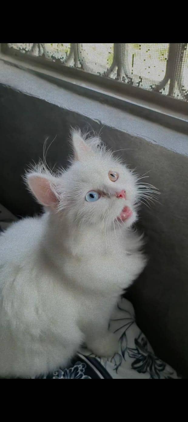 persion cat 0