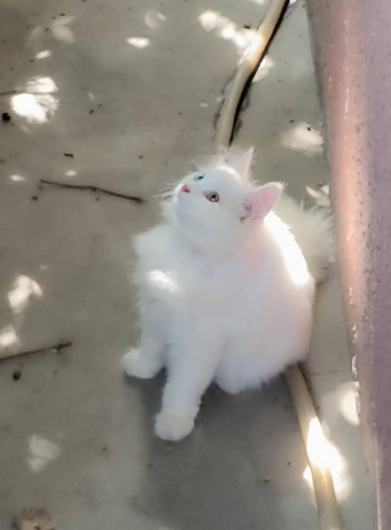 persion cat 1