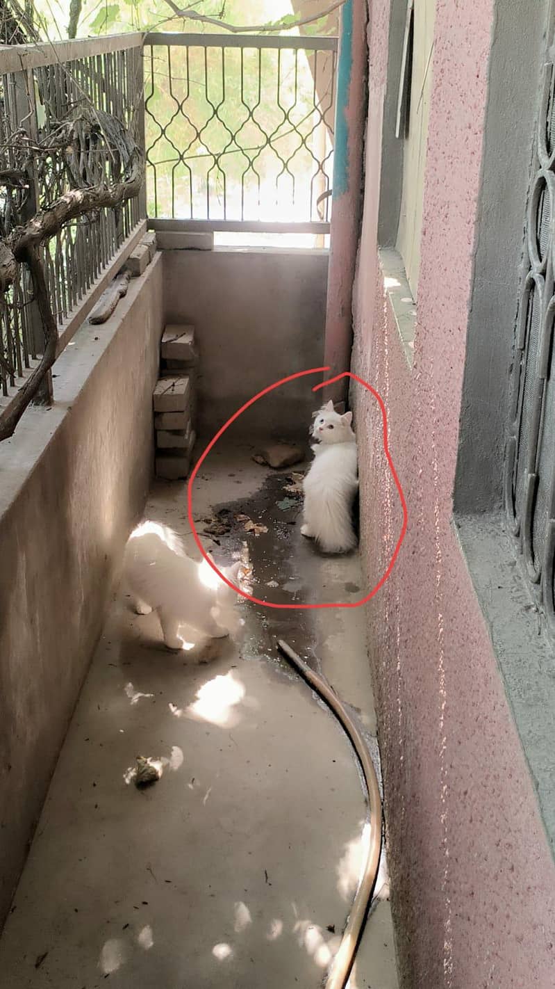 persion cat 2