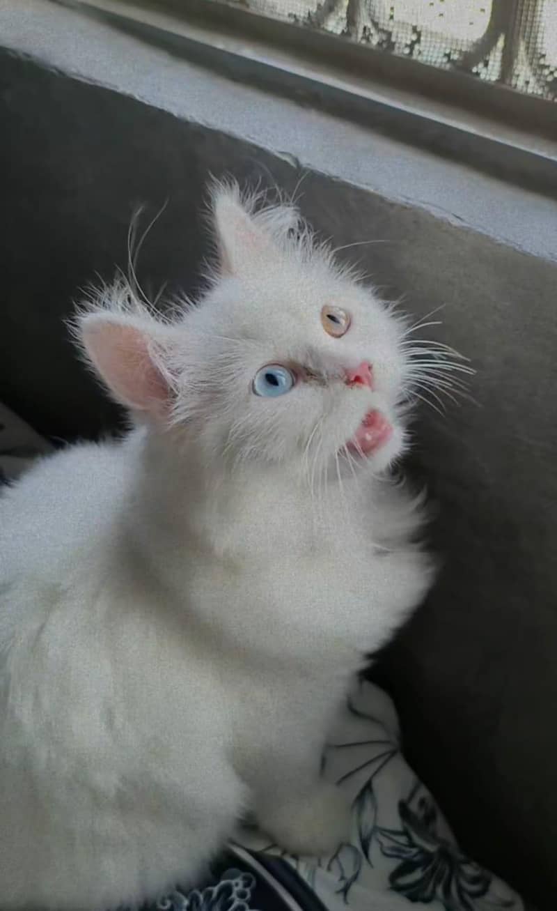 persion cat 3