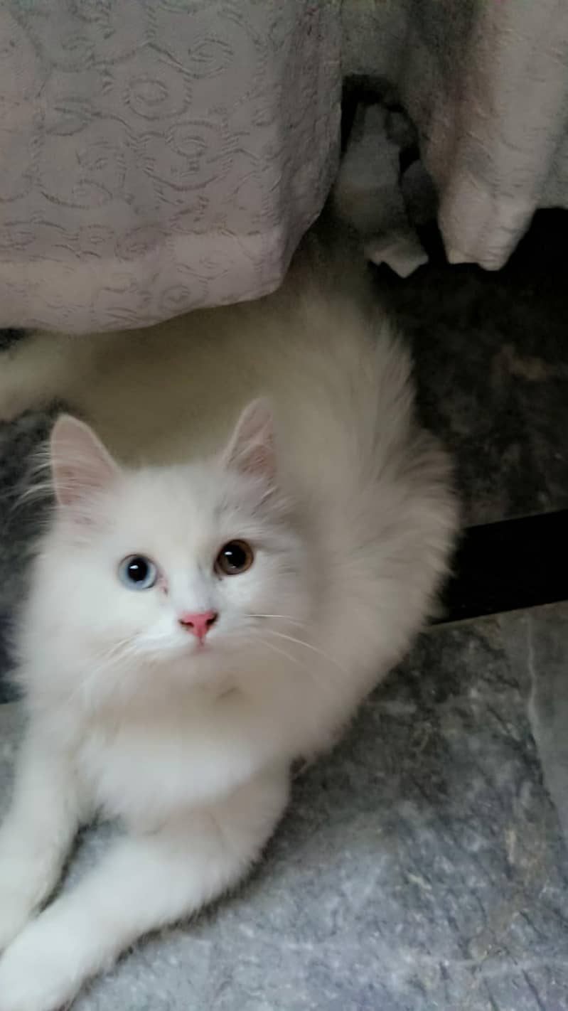persion cat 4