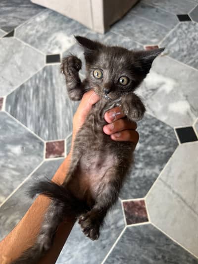 mix persian