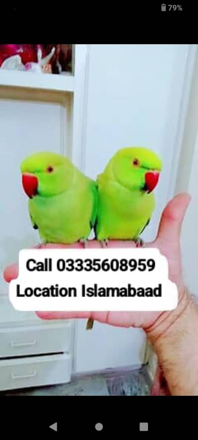 Single 6,000 Hand Tamed Friendly Green Ring Neck Male/Female Parrots