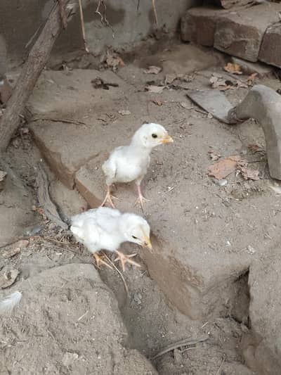 HEERA CHICKS AVAILABLE QUALITY PAIR