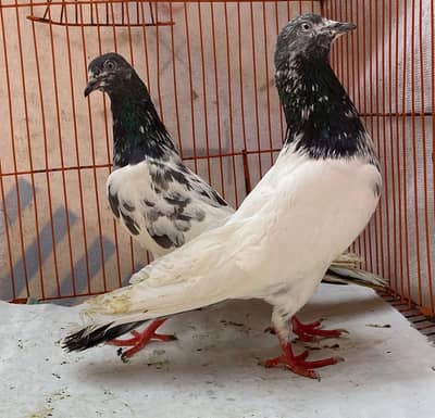 sailkot bredr jora for sale