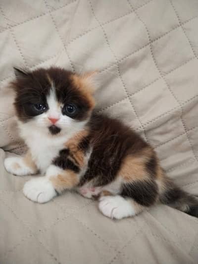 persian kitten/cute kitten|triple coated/ punch face_calico kitten/cat