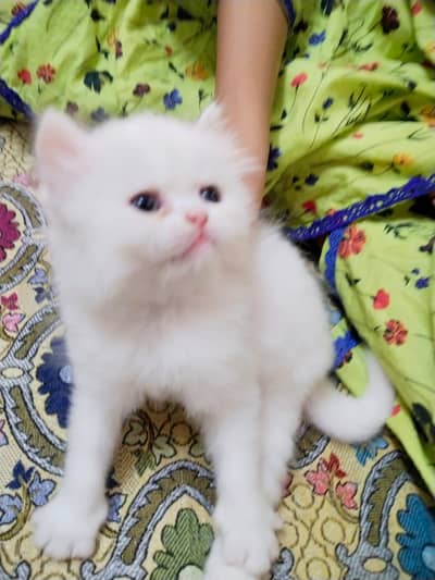 persian kitten/cute kitten|triple coated/ punch face_calico kitten/cat