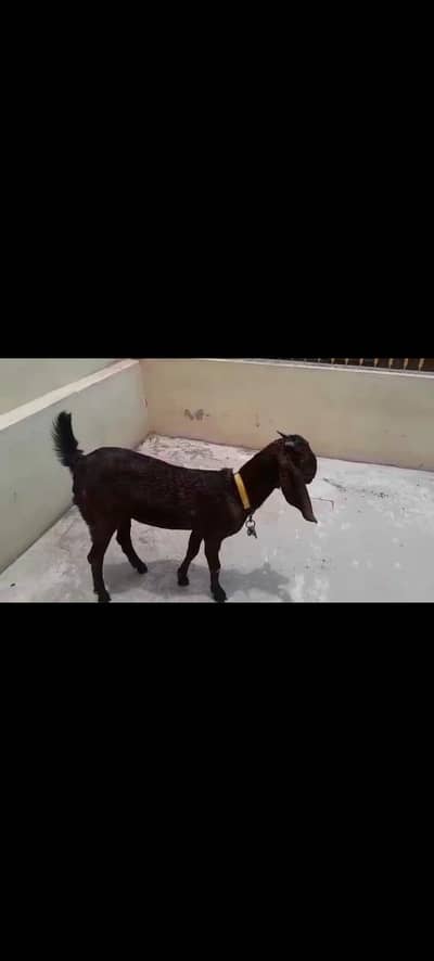 nagra bakri