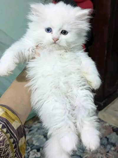 Persian | kittens | Cats | Blue eyes | =^• 3 kot | WA | O348O29O146