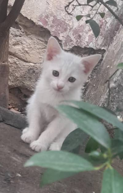 Persian Kitten for Adoption Whatsapp 03115573576