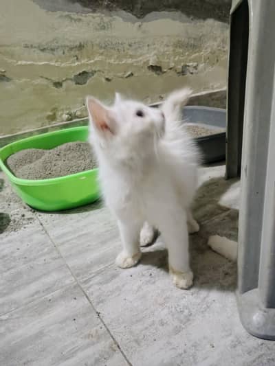 Kitten