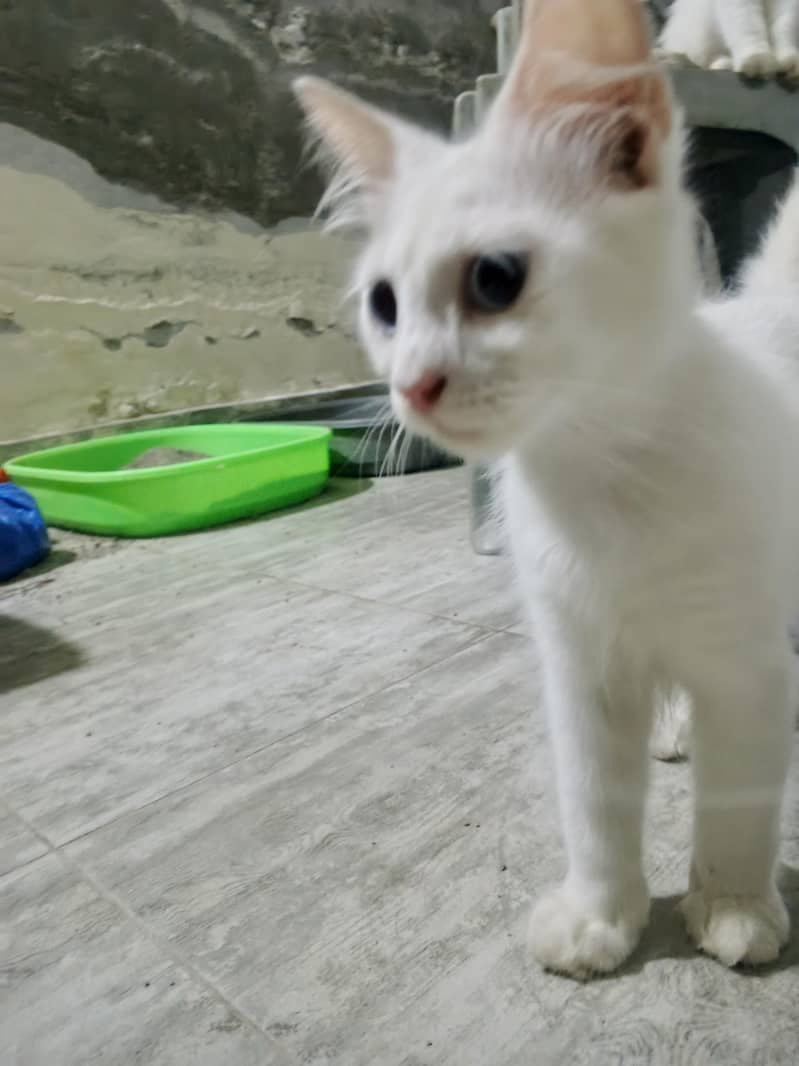 Kitten 1