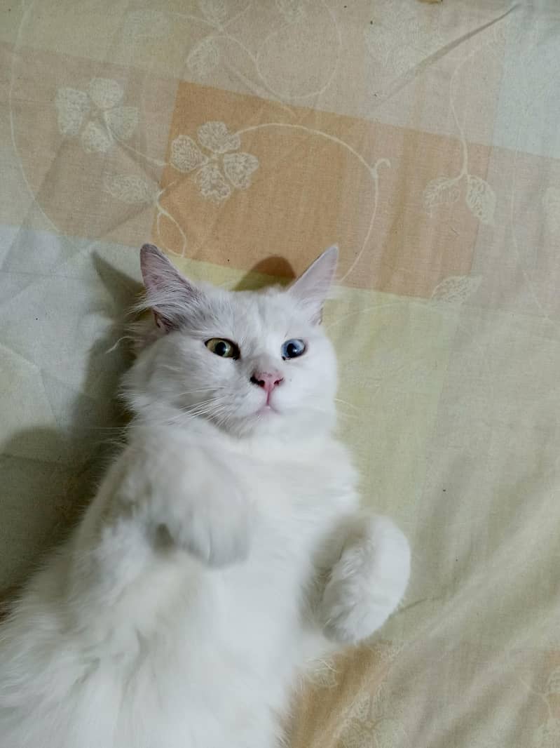 Kitten 2