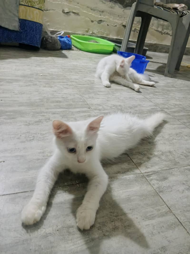 Kitten 3
