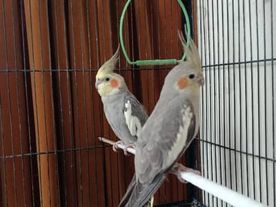 Cockateil Parrots pair in Grey colour for sale