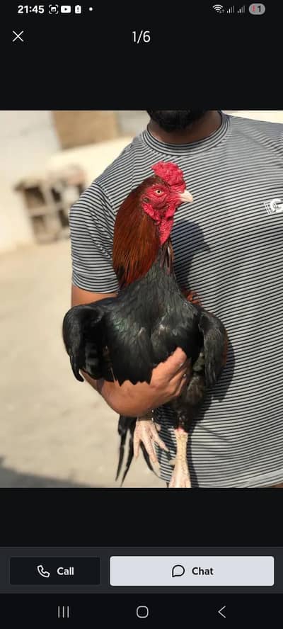 breeder murga hai. . .
