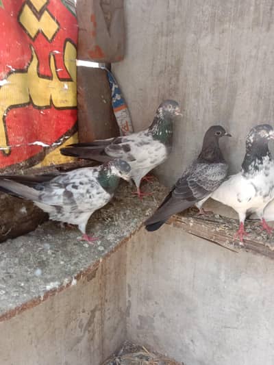 two pairs of pegions for sale |  pegions | beautiful pegions for sale
