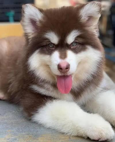 Siberian husky