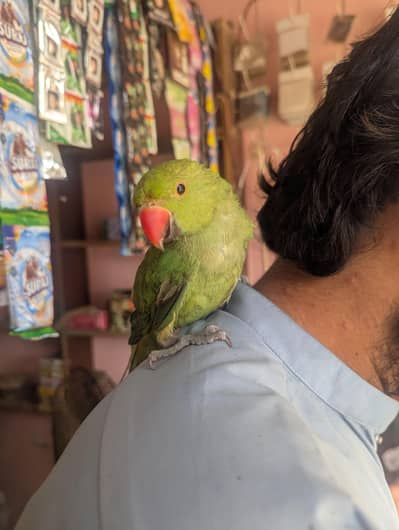 Green Ringneck parrot