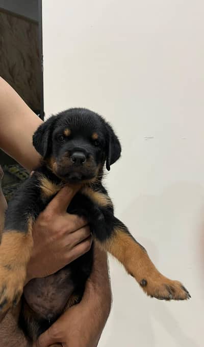 German Rottweiler male puppy puppies international championlinebreed