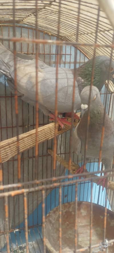 White Bar Lal Band Breeder Pair