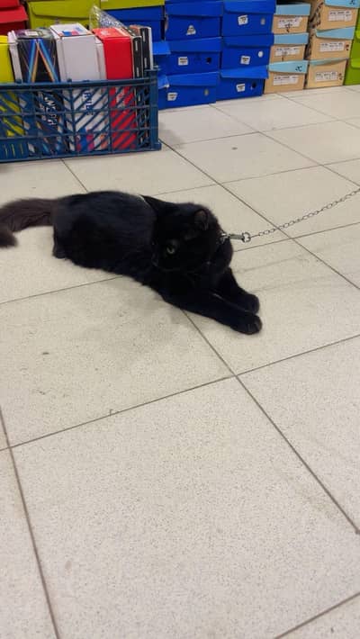 Bombay black cat