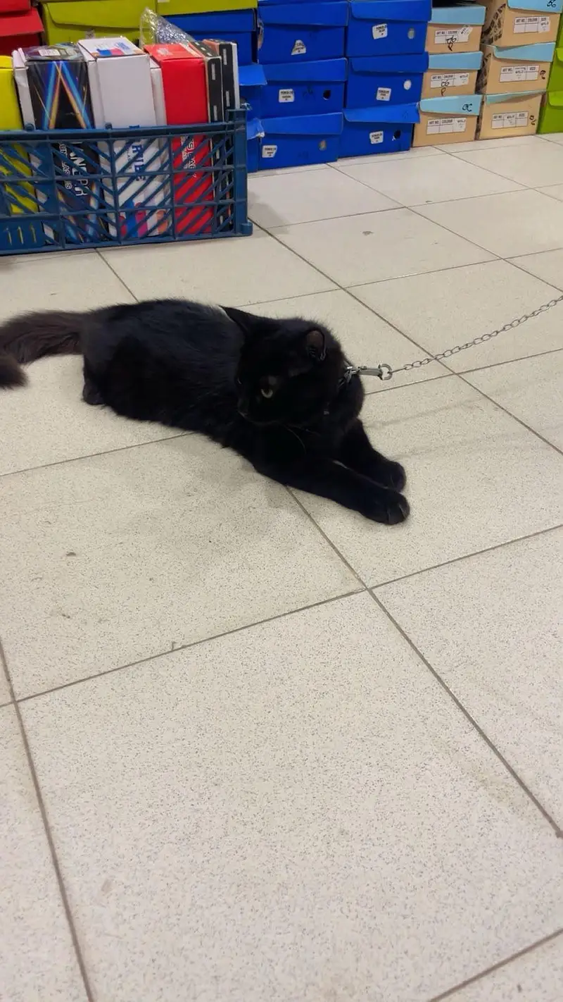 Bombay black cat