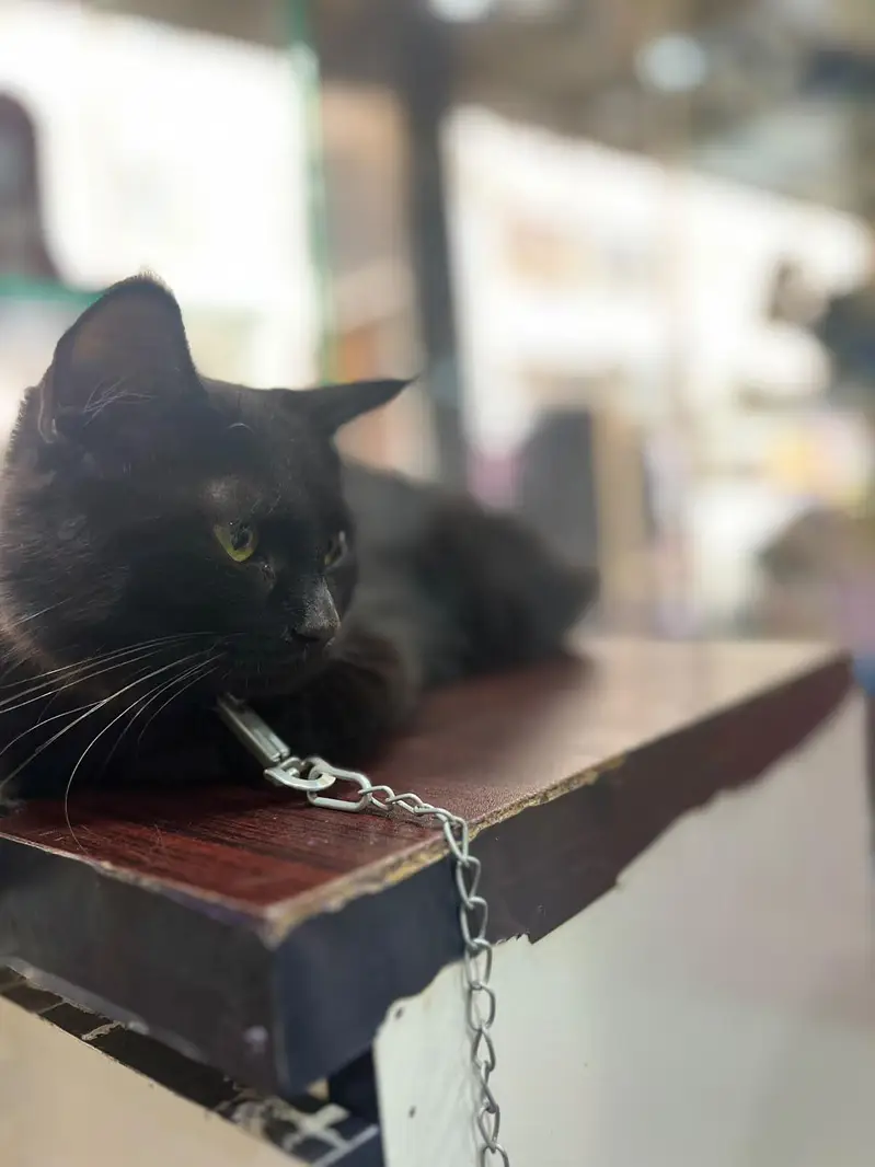 Bombay black cat — photo 2